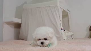 Puppy barking sound Mini bichon frise  Teacup puppies KimsKennelUS [upl. by Uos89]