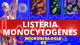 LISTERIA MONOCYTOGENES  MICROBIOLOGIA BACTÉRIAS PATOGÊNICAS  INFECÇÕES ALIMENTARES [upl. by Ael301]