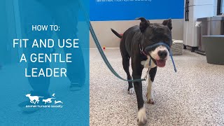 How to fit and use a Gentle Leaderhead collar [upl. by Whitby]