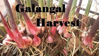 Galangal Harvest What a huge harvest it was [upl. by Malvino]