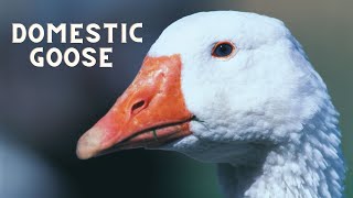 What sound does a goose make Domestic goose sound honk hiss call [upl. by Yelra350]