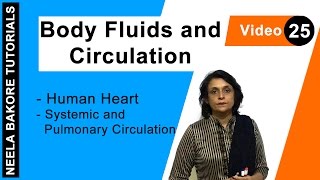 Body Fluids and Circulation  NEET  Human Heart  Systemic and Pulmonary Circulation  Neela Bakore [upl. by Callery382]