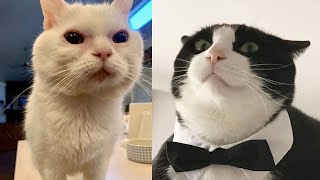 Try Not To Laugh 🤣 New Funny Cats Video 😹  MeowFunny Par 33 [upl. by Fries]