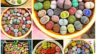 Lithops Care Living Stone Plant [upl. by Adam452]