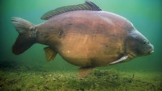 UK 60lb Carp Underwater Feeding Response Grenville Lake [upl. by Angadresma]