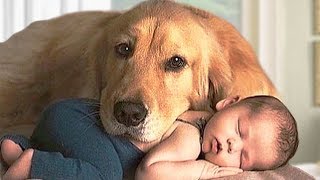 Golden Retriever Dog and Baby Compilation [upl. by Aspia473]