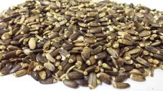 Milk Thistle Seeds Silybum marianum [upl. by Blockus]