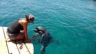 Dolphin Noises in quotDolphins Reefquot Eilat HD [upl. by Raseac]