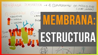 Estructura de la Membrana Plasmática [upl. by Divadnahtanoj27]