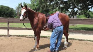 Equine Ulcer Diagnosis by Mark DePaolo DVM [upl. by Ettevy]