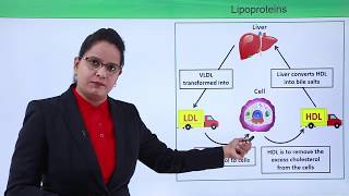 Class10th – Derived Lipids Cholesterol  Bio Molecules – Lipids  Tutorials Point [upl. by Euginomod]