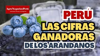 Arándanos Perú supera las 18 mil hectáreas produciendo [upl. by Naic]