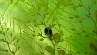 Carnivorous plant eats tadpole of cane toad [upl. by Eadwina]