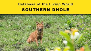 Southern Dhole  Database of the Living World  DBLW [upl. by Maurreen645]