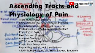 Ascending tracts Physiology of Pain Brown Sequard Syndrome [upl. by Jaunita861]