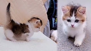 Little Cute Munchkin Kitten [upl. by Armat]