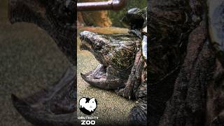 ワニガメのお口オープン！alligatorsnappingturtle turtle shorts [upl. by Etram]