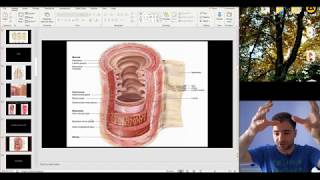 Histology of the Digestive system part 1 [upl. by Ober168]