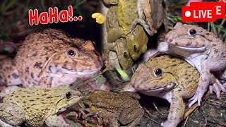 🐸Boing Boing web catching frogs🐸flying and Jumping Part 6 [upl. by Haimorej]