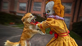 MI PERRO ATACA A LA NOVIA DEL PAYASO ASESINO  ¡¡le hace mucho daño [upl. by Sinnaoi546]