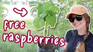 How To Propagate Raspberries From Suckers  Step By Step Summer Guide Easy amp FREE Endless Berries [upl. by Kahl277]