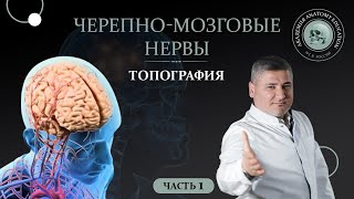 Черепные нервыТопография черепных нервовЧерепномозговые нервы часть 1 [upl. by Nonie]