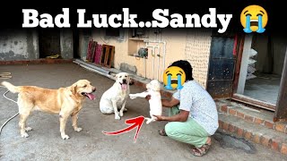 Bad Luck Sandy😭  Pakka Entertainment Video  upendragani [upl. by Nylidnarb]