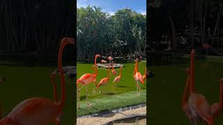 The veldt djvlogs05 flamingo birds bird travel viralvideo trend yt ytshort ytshortsindia [upl. by Lelia]