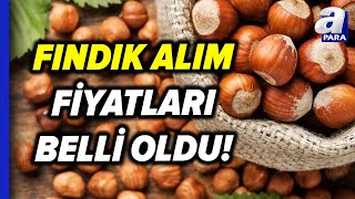 TMO Fındık Fiyatları Belli Oldu GiresunLevant Taban Fiyatları Ne Kadar I A Para [upl. by Happy169]