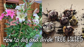 HOW TO DIG AND DIVIDE TREE LILIES [upl. by Gasser606]