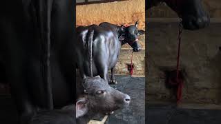 Murra bhains dairyfarming buffalo bull cow dairyfarm Pashupalan vibhag [upl. by Atnohs]