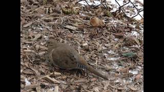 Mourning dove family  Famille de tourterelles [upl. by Blau956]