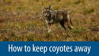 Quick Tips About Coyotes Part 1 – Prevention [upl. by Dale92]