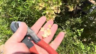 AZ Plant Reviews  Hop Bush Dodonea viscosa [upl. by Annyahs865]