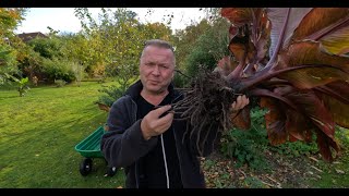 Red Banana update after I split my Ensete Ventricosum maurelii [upl. by Pearle]