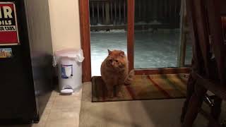 Feral  abandoned cat comes inside for the first time [upl. by Cappello]