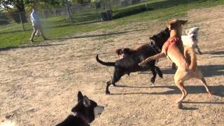 RAW Yellow Lab Blue Healer Mix Fights Black Lab At Omaha Dog Park [upl. by Ellatsyrc334]