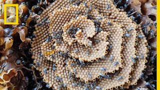 See the Unique Spiral Hives of the Australian Stingless Bee  National Geographic [upl. by Rochelle]