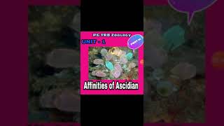 PGTRB ZOOLOGY UNIT 1 Affinities of Ascidian Herdmania [upl. by Baggett260]