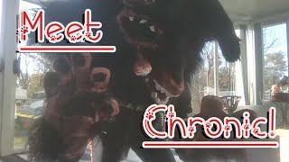 Chronic Fursuit Unboxing and Suit Up [upl. by Otsedom183]