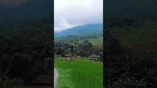 syahdu gini pemandangan alam nya alampedesaan wisata alamindah sawah keindahanalam nature [upl. by Aihsenad448]