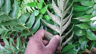 A grouping of fern sporangia hurling spores video 1 [upl. by Eveivaneg]