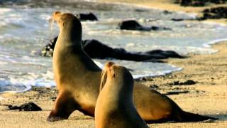 Sea lions pictures and sounds [upl. by Aribold]