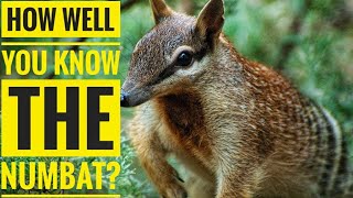 Numbat  Description Characteristics and Facts [upl. by Elodie]