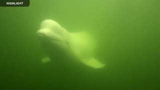 Beluga Boat Underwater  2023 Highlights [upl. by Kosey]