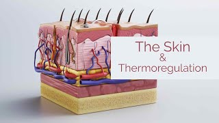 Life Sciences Gr12  The Skin amp Thermoregulation [upl. by Learsi90]