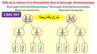 Rôle de la méiose et la fécondation dans le brassage chromosomique 2BAC SVT شرح بالداريجة [upl. by Wilburn]