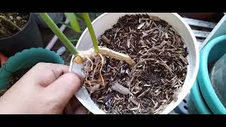 Philodendron Tortum Propagation Easy way [upl. by Naujd898]