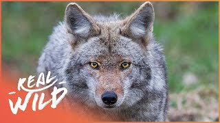 The Yellowstone Coyote From Top Dog To Underdog  Real Wild [upl. by Landsman]