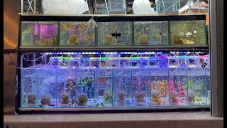 🇸🇬 Market Walk Colourful Aquarium Fish Stall in Wet Market Near Balestier Whampoa Market [upl. by Buseck]